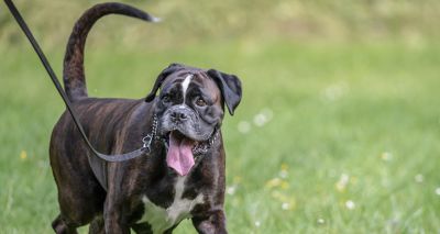 RVC identifies dogs at most risk of tail injury